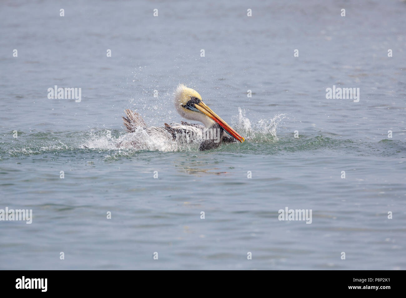 Pelican (Pelecanus thagus péruvien) prendre un bain Banque D'Images