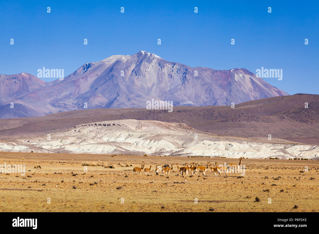 Paysage sur l'Altiplano avec troupeau de vigognes (Vicugna vicugna) Banque D'Images