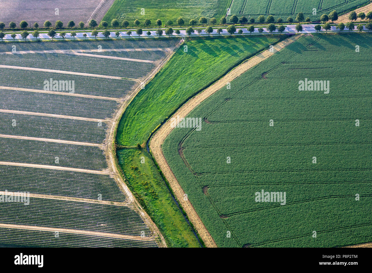 Vue aérienne de champs agricoles et une route bordée d'arbres Banque D'Images