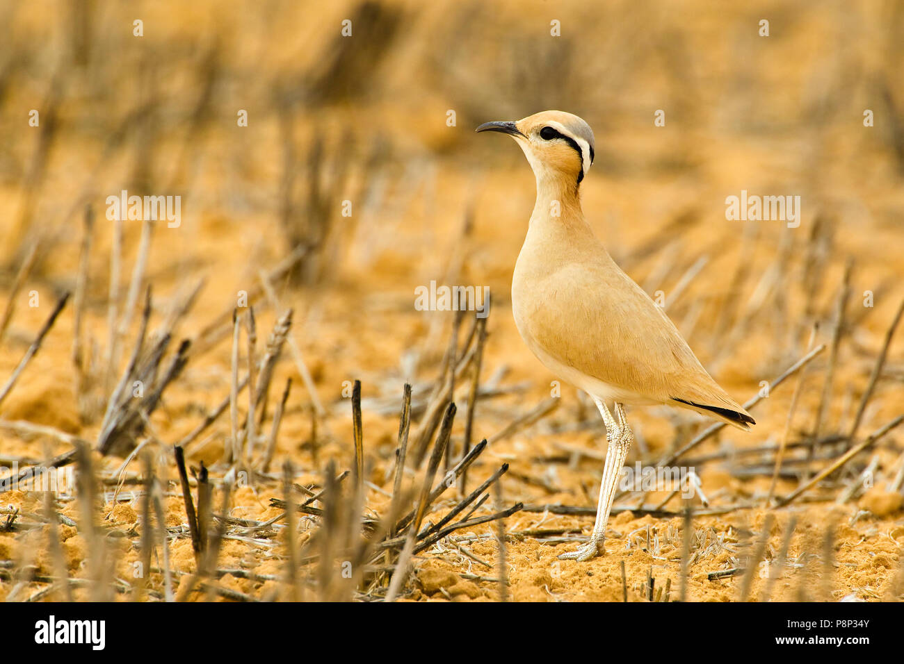 Courser de couleur crème dans le désert Banque D'Images