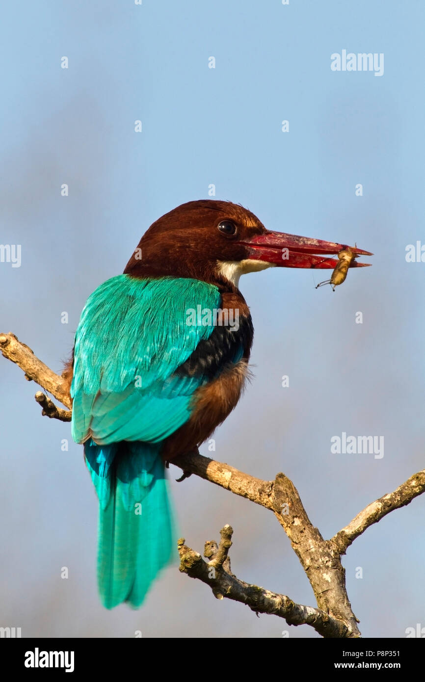 Smyrne Kingfisher avec bec en insectes Banque D'Images
