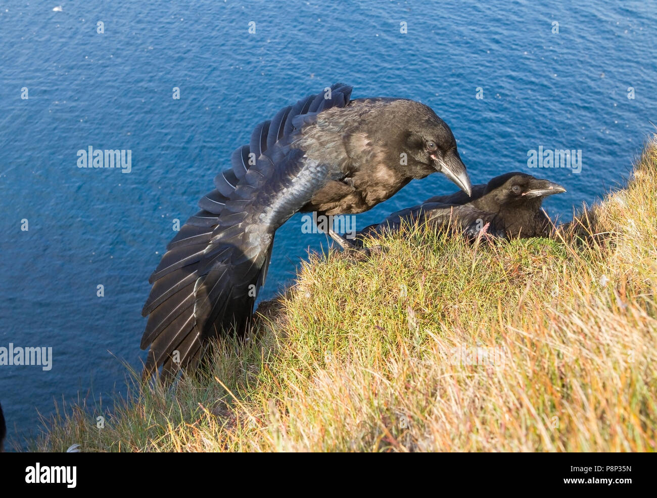 2 Les grands corbeaux près du bord d'birdcliff Banque D'Images