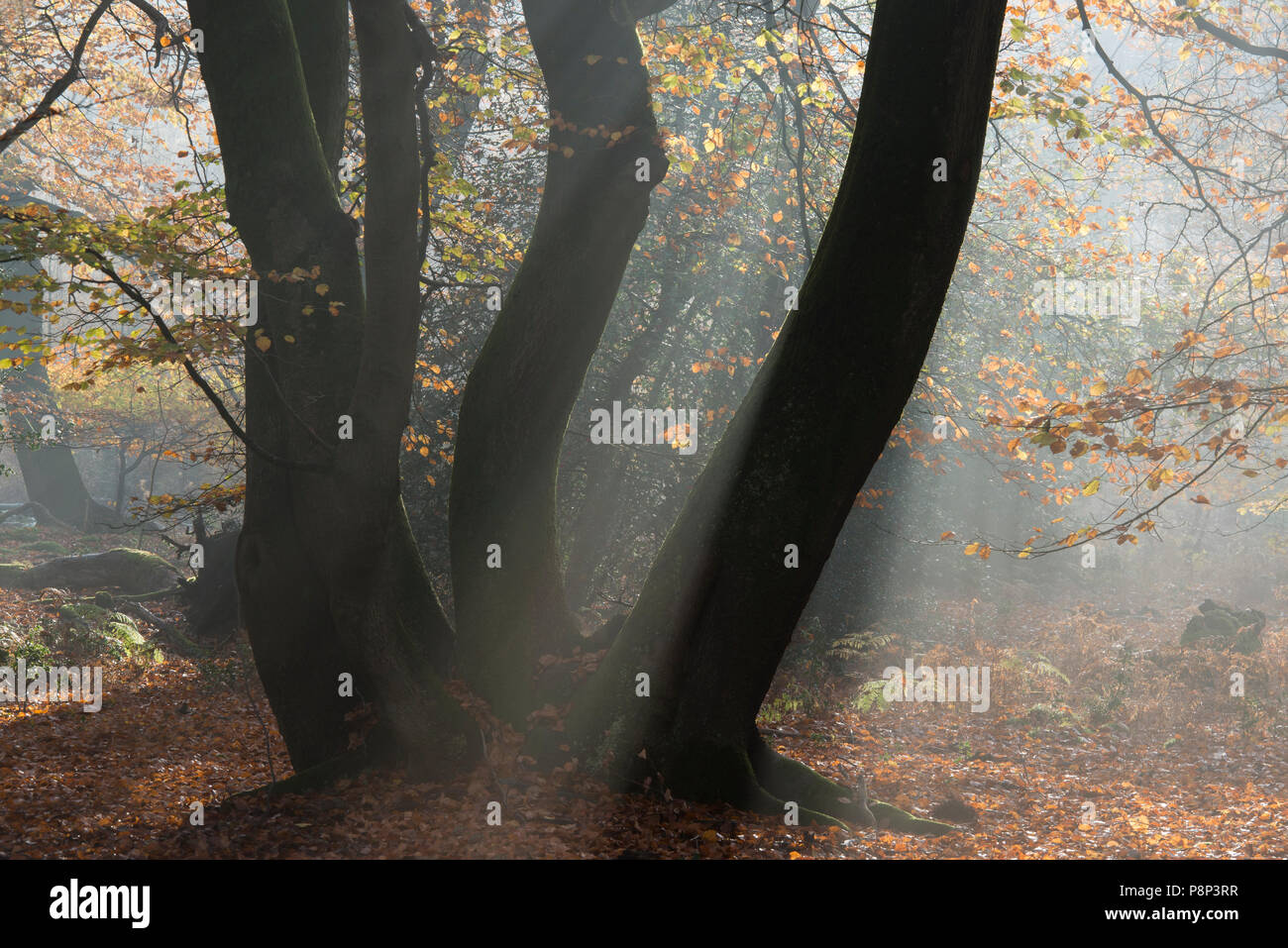 Le brouillard donne à la forêt de danser les arbres." Une atmosphère mystérieuse.' Banque D'Images