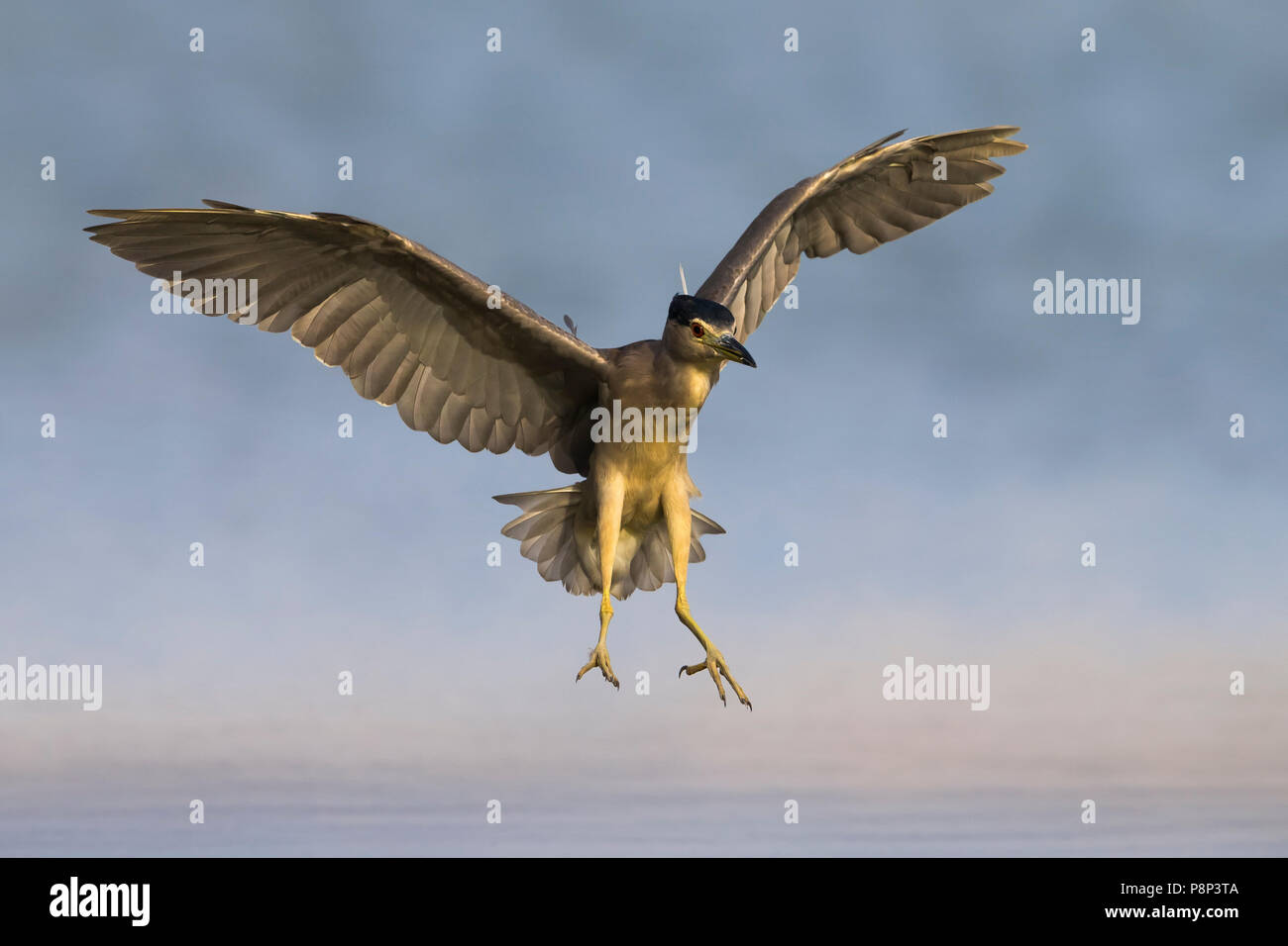 Nuit en vol ; Heron Nycticorax nycticorax Banque D'Images