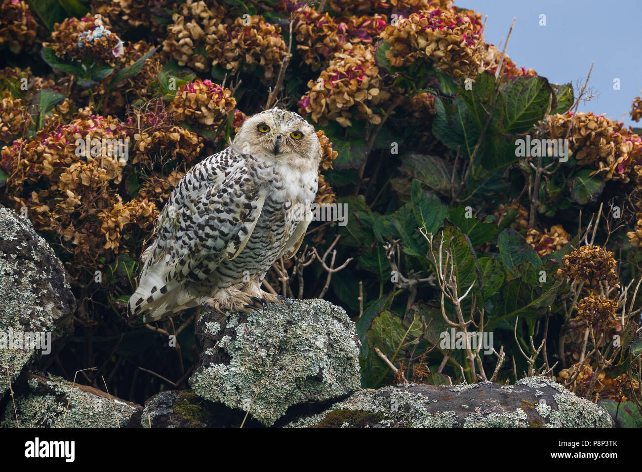 Bubo scandiacus Snowy Owl ; Banque D'Images