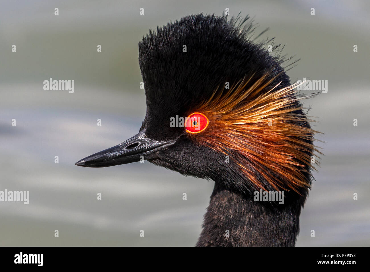 Grèbe à cou noir Podiceps nigricollis ; Banque D'Images