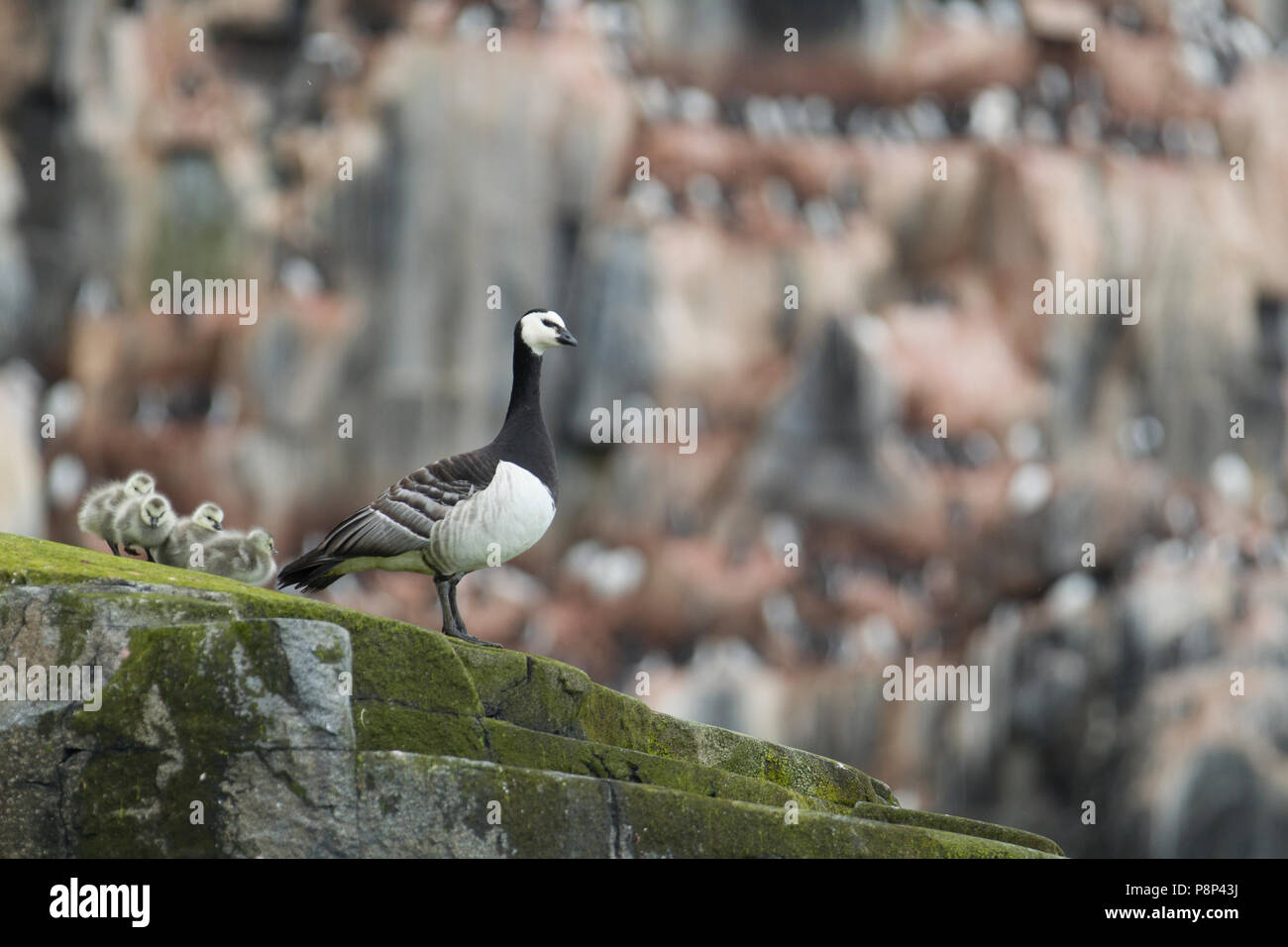 Une famille de bernaches nonnette à l'oiseau de falaise Alkefjellet. Balane se reproduit sur les falaises pour éviter la prédation. Les poussins éclosent après qu'ils ont à passer de la vire à l'eau. Banque D'Images Une famille de bernaches nonnette à l'oiseau de falaise Alkefjellet. Balane se reproduit sur les falaises pour éviter la prédation. Les poussins éclosent après qu'ils ont à passer de la vire à l'eau. Banque D'Images