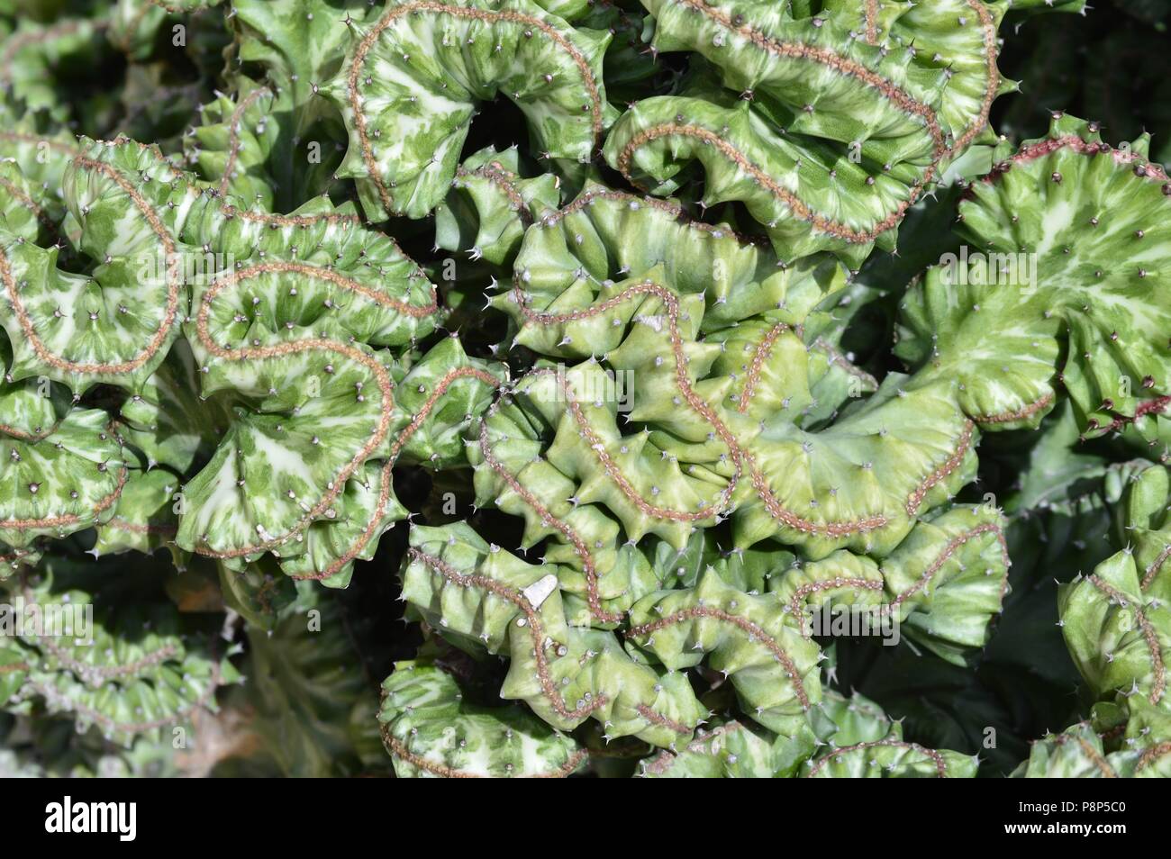 Ou Trichocereus pachanoi cristata plante, cactus du cerveau Banque D'Images