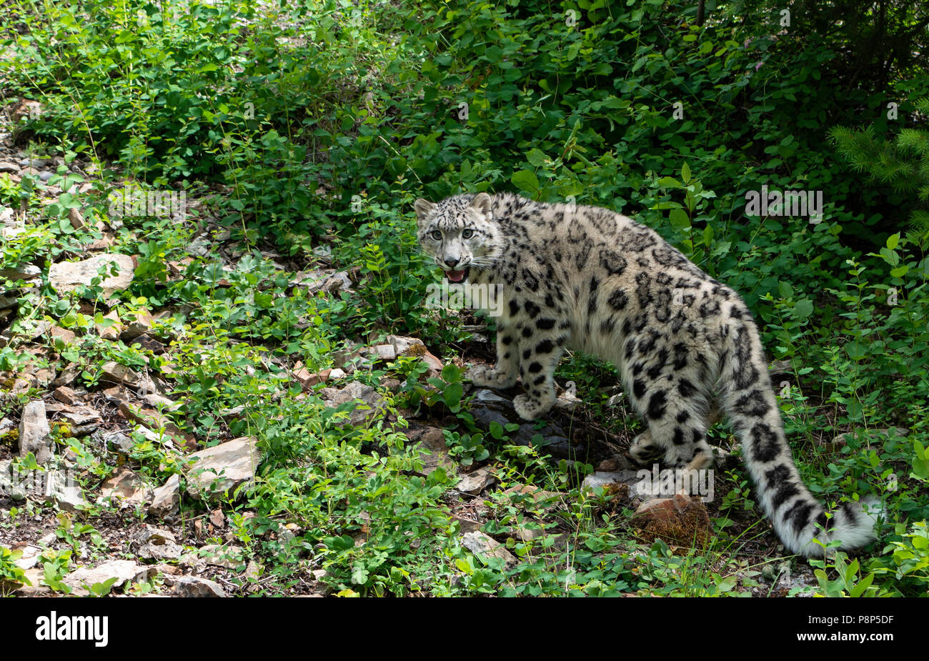 Snow Leopard dans le champ Banque D'Images
