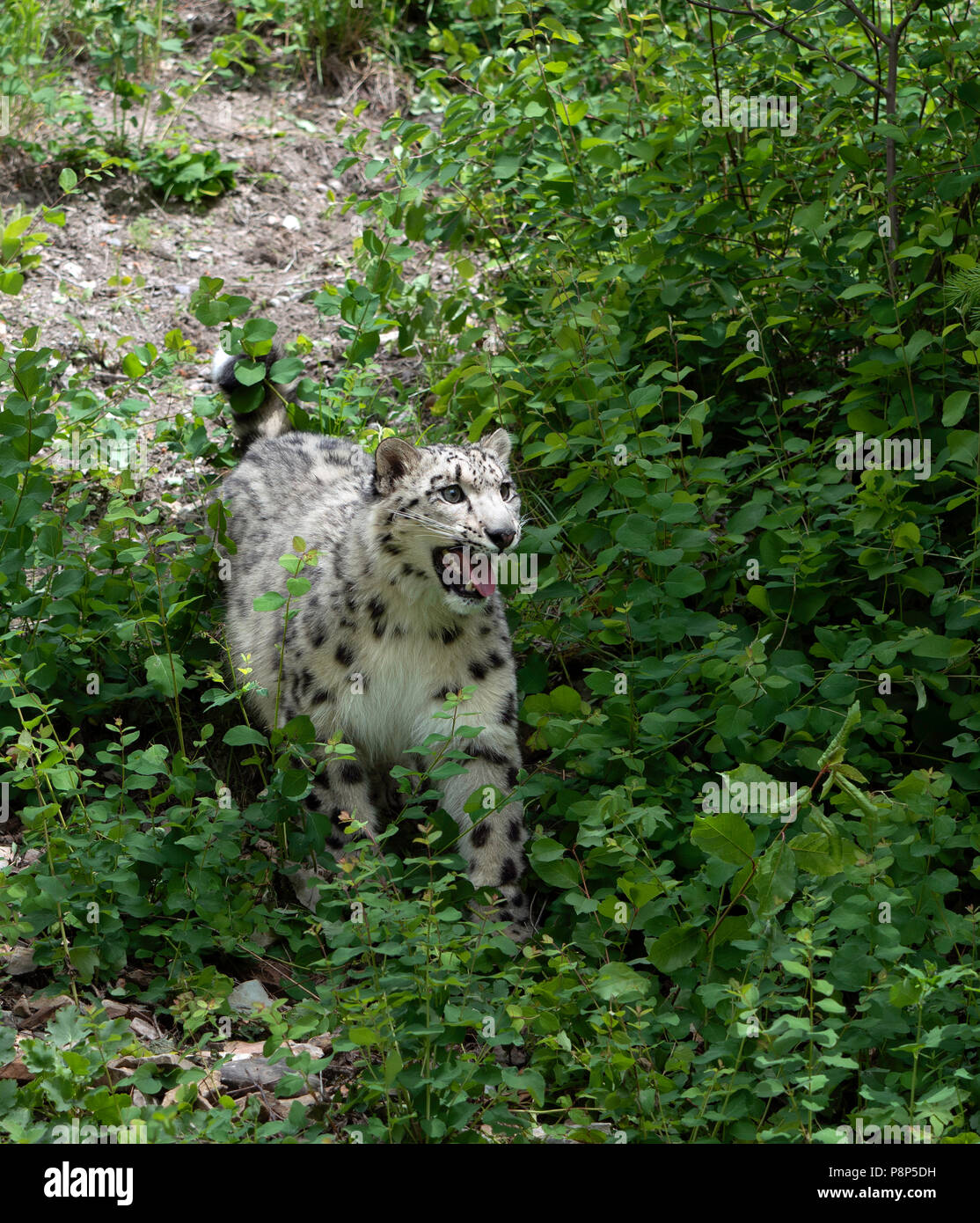 Snow Leopard dans la poursuite Banque D'Images