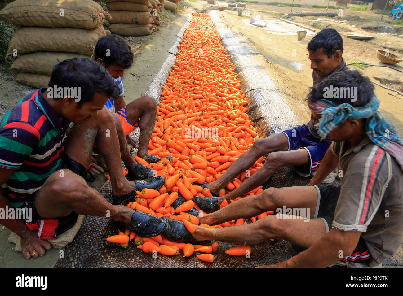 Les travailleurs utilisant l'eau et leurs pieds pour frotter le sol des carottes. Manikganj, Bangladesh Banque D'Images