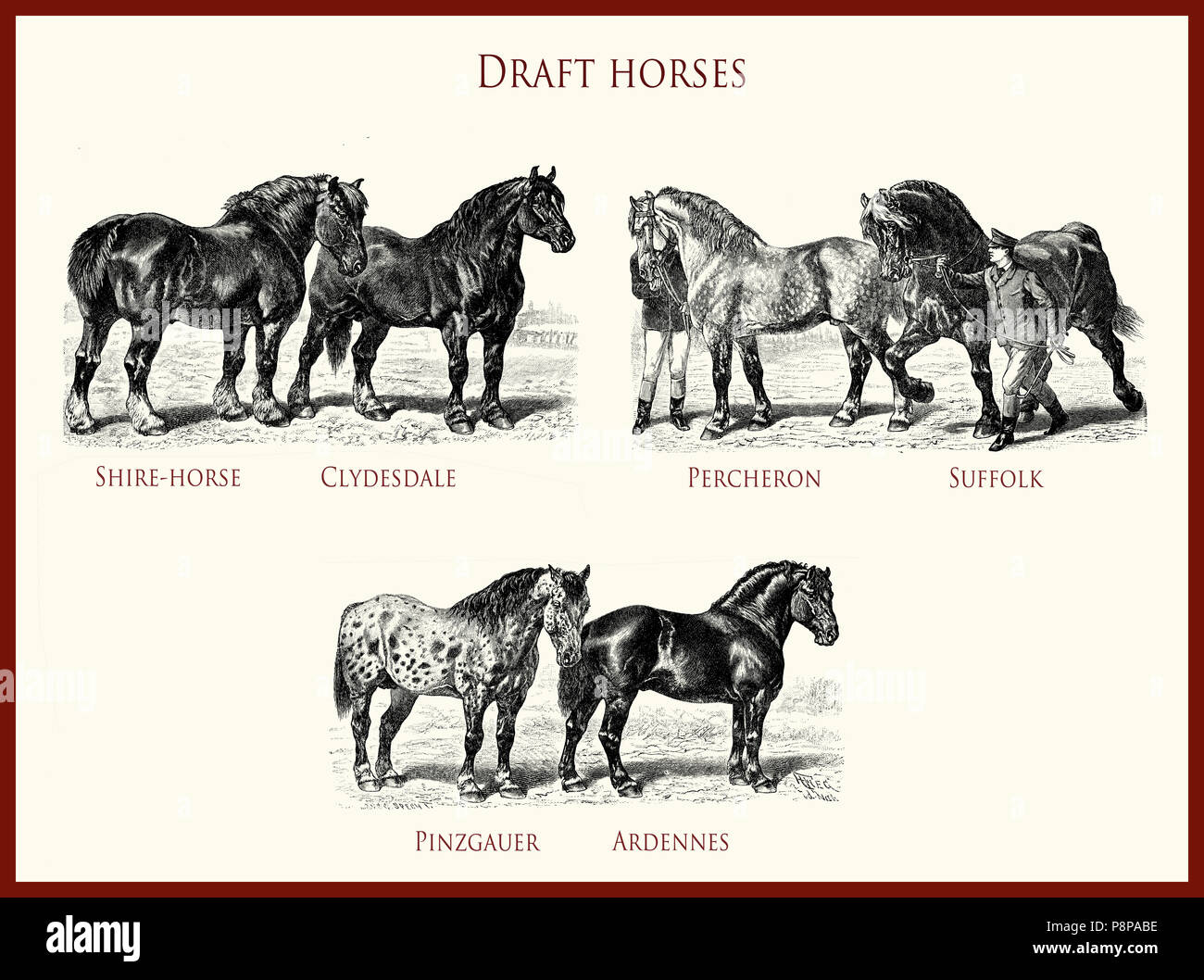 Vintage equestrian illustration, projet de puissants portraits de chevaux : Shire-cheval, Clydesdale, PERCHERON, Suffolk, Pinzgauer, Ardennes Banque D'Images