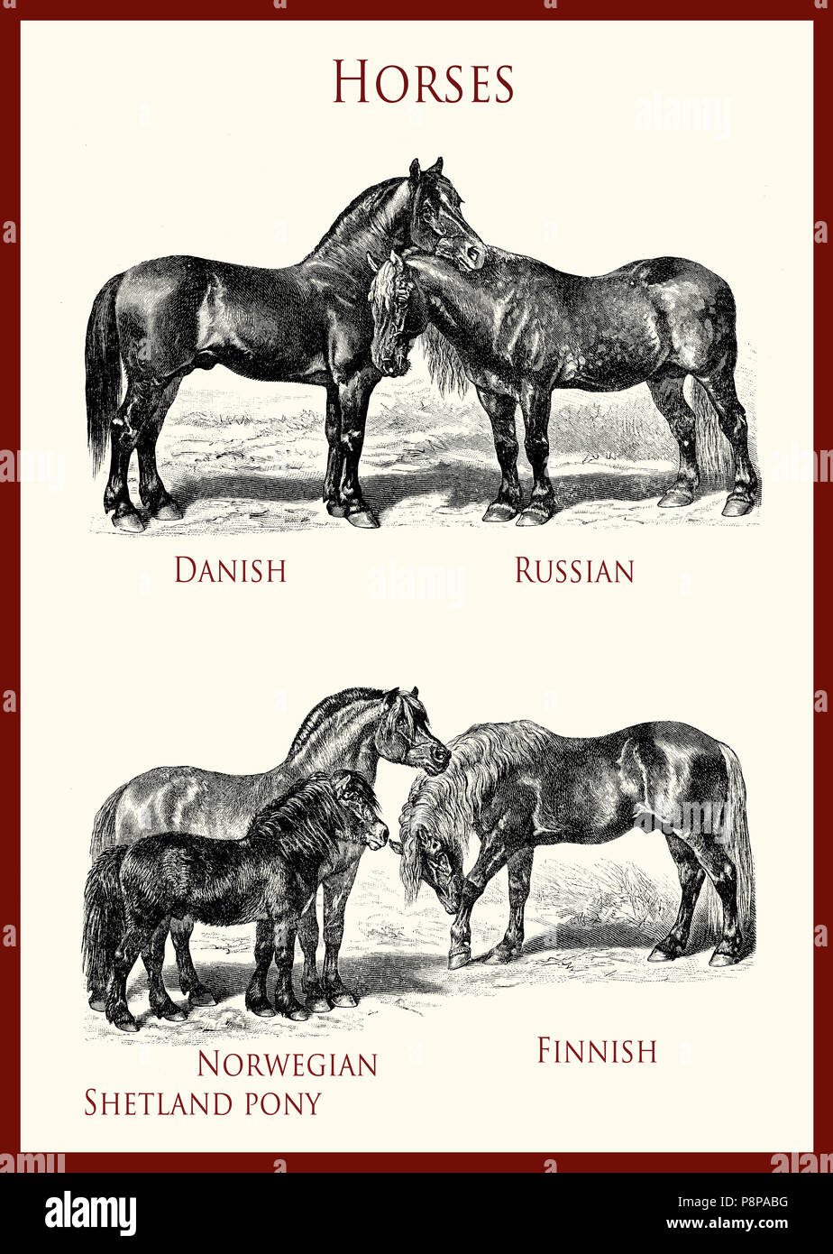 Vintage equestrian illustration, portraits de chevaux puissants:Danois, Russe,Norwegian Fjiord,poney Shetland, Finlandais Banque D'Images