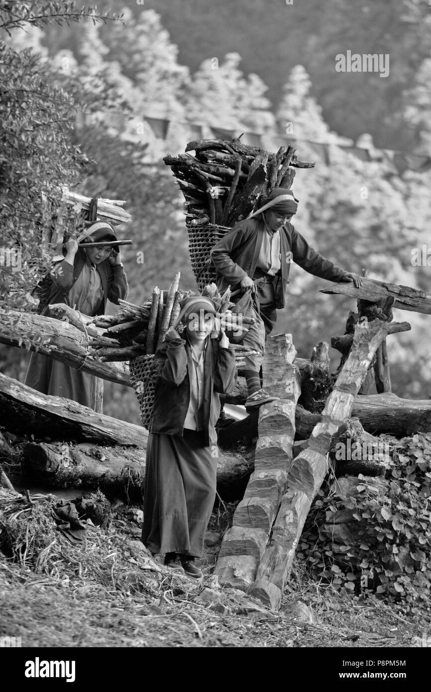 Bois de chauffage à DOLKO MONIALES courriers paniers en préparation pour l'hiver dans un monastère bouddhiste tibétain - NÉPAL HIMALAYA Banque D'Images