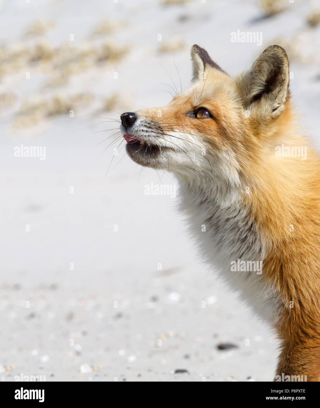 Profil de Fox rouge sur la plage de Island Beach State Park Banque D'Images