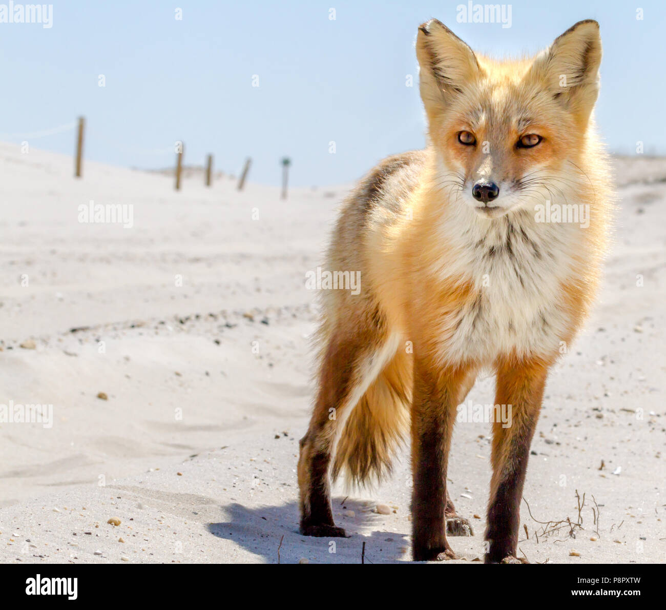 Un beau rouge fox sur la plage de Island Beach State Park Banque D'Images