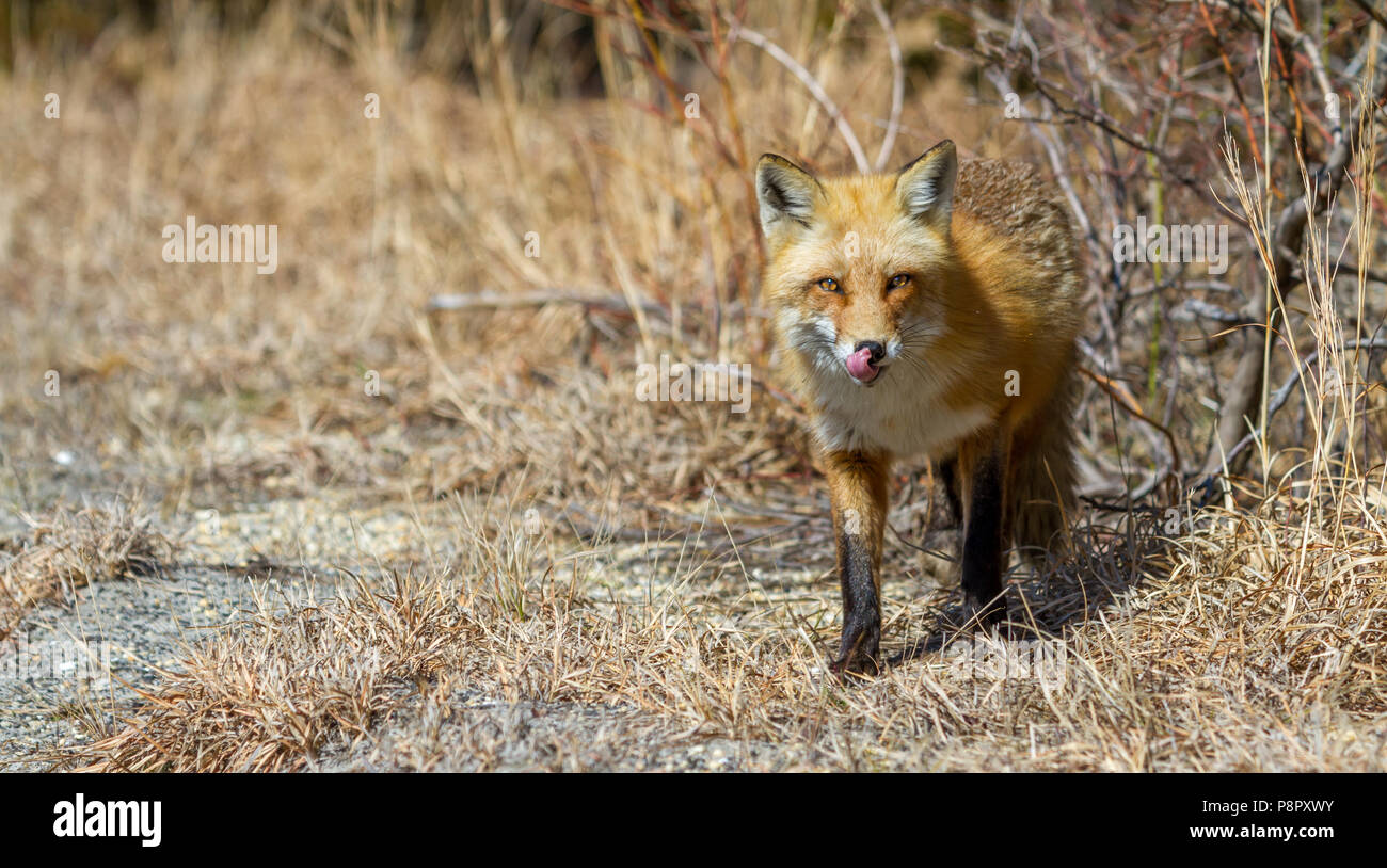 Red Fox marcher avec sa langue. Banque D'Images