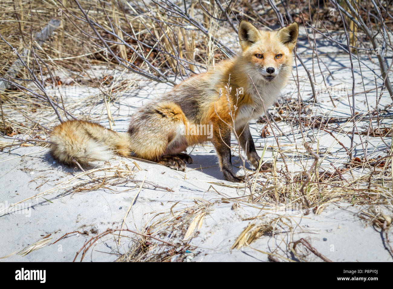Red Fox dans l'herbe des dunes à Island Beach State Park, New Jersey. Banque D'Images