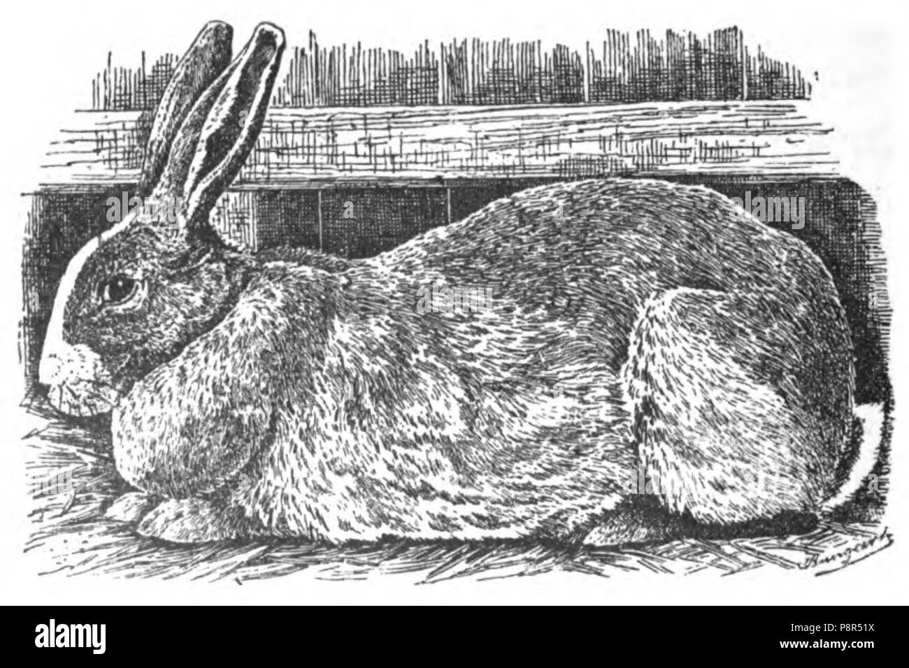 . 53 Riesen-Kaninchen Belgisches (Jean Bungartz, Kaninchenrassen, 1902, p022) Banque D'Images
