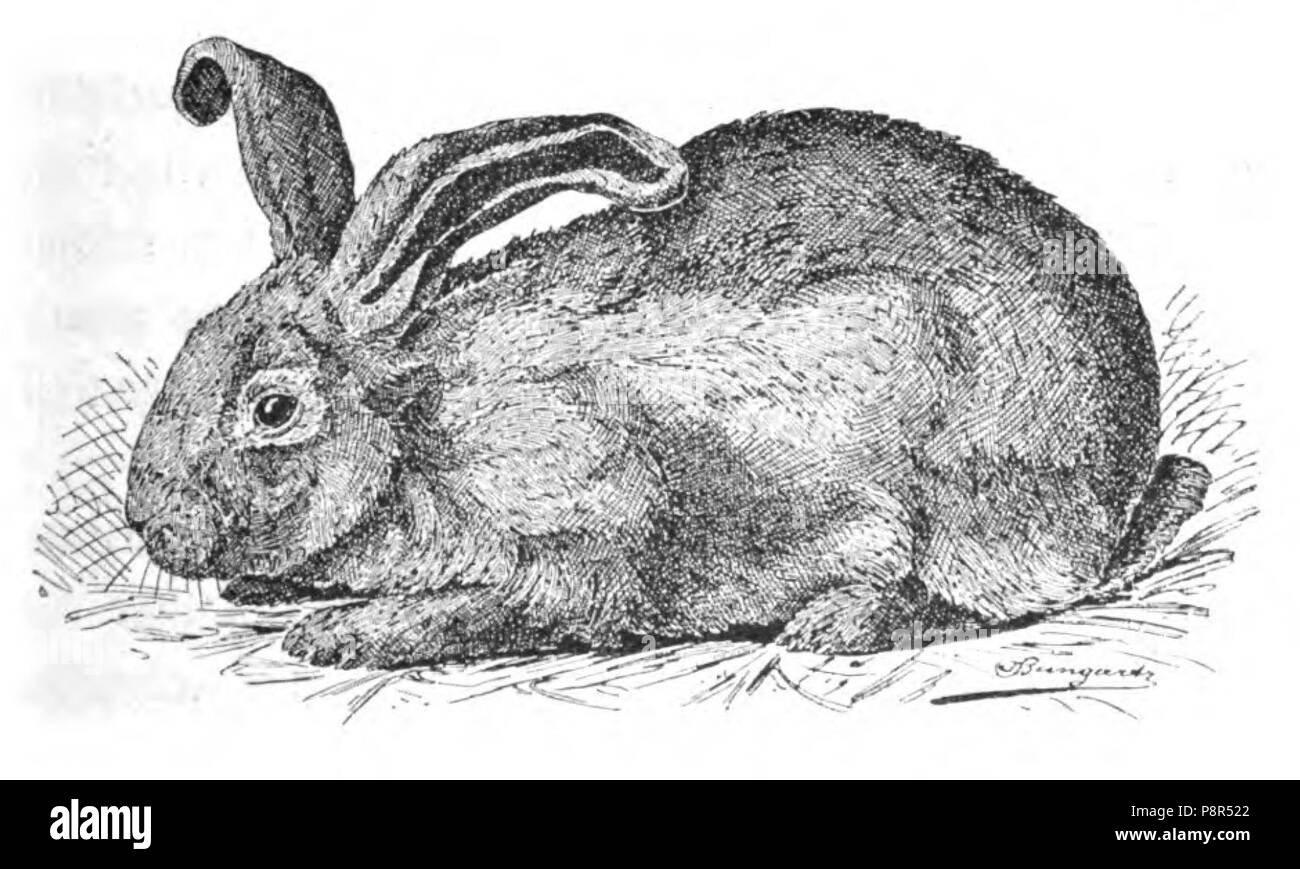 . 453 Patagonisches Kaninchen (Jean Bungartz, Kaninchenrassen, 1902, p035) Banque D'Images