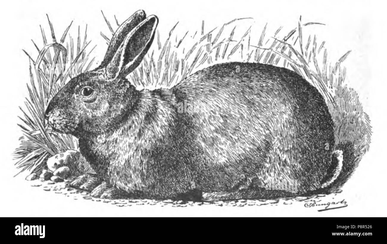 . Anglais 275 Kaninchen (Jean Bungartz, Kaninchenrassen, 1902, p044) Banque D'Images