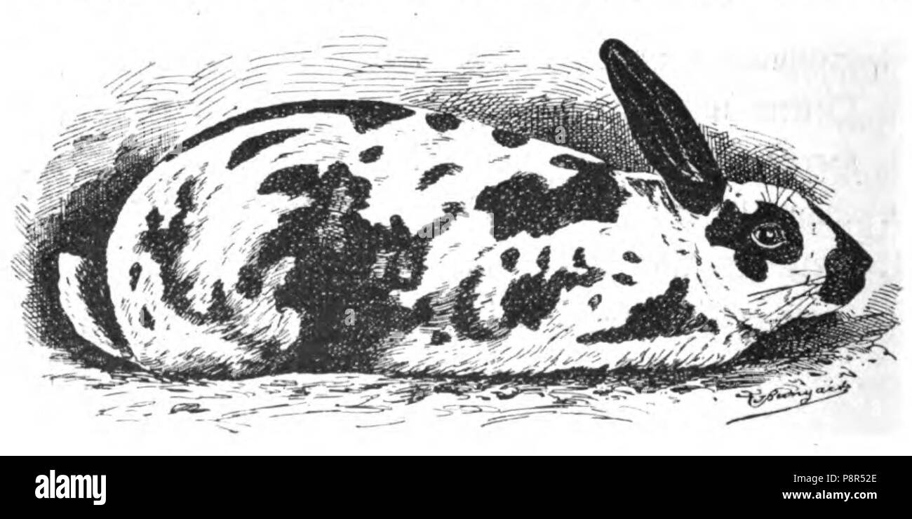 . 348 Japanisches Kaninchen (Jean Bungartz, Kaninchenrassen, 1902, p078) Banque D'Images