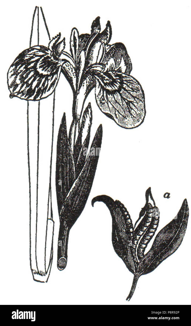 . 439 NSRW Iris jaune Banque D'Images