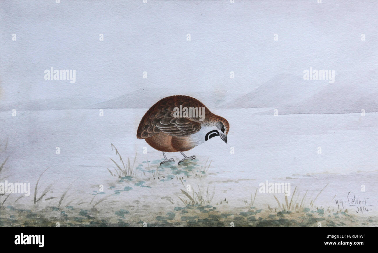 . Caille 475 (1914) Banque D'Images