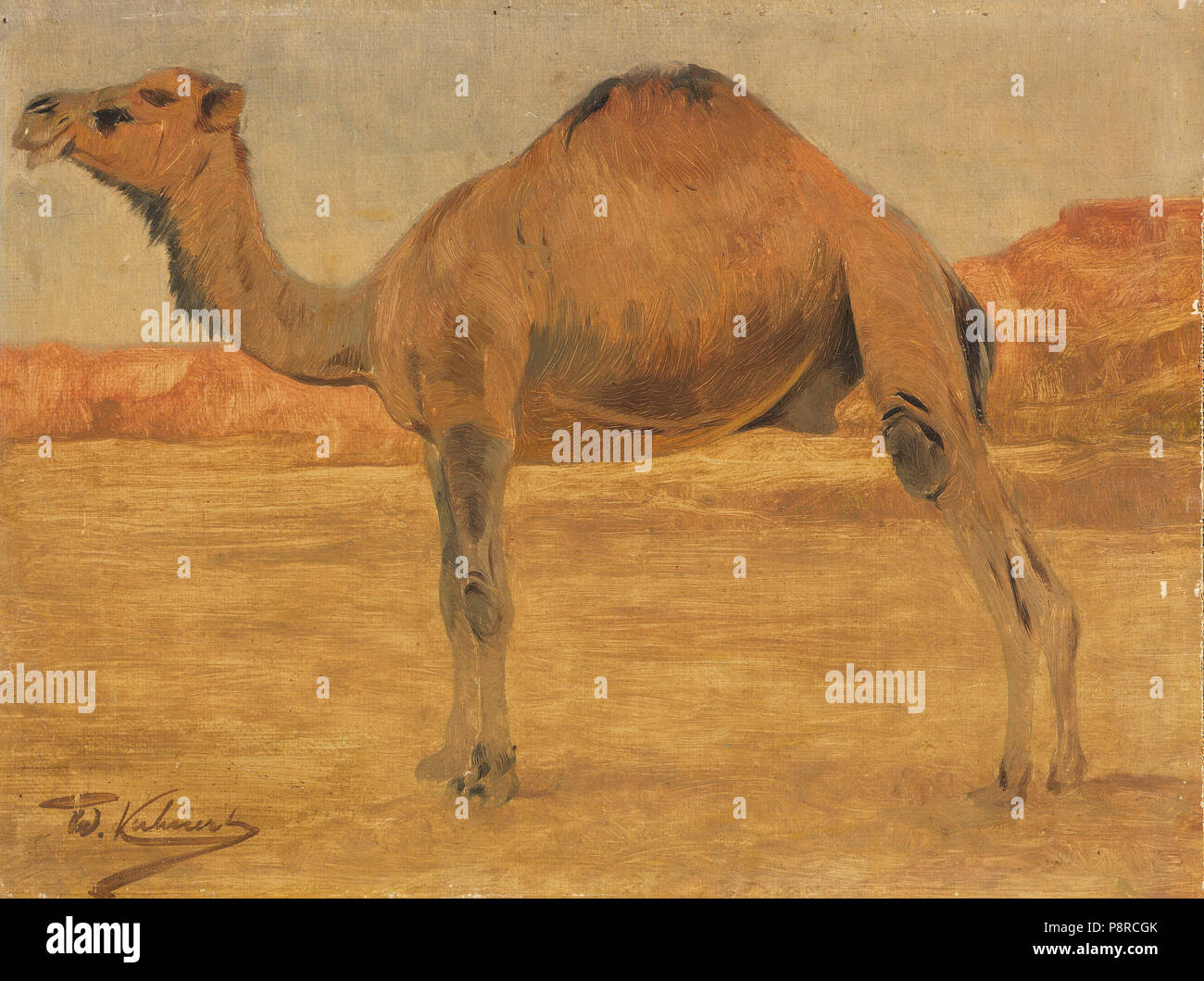. 583 Wilhelm Kuhnert Dromedar Banque D'Images