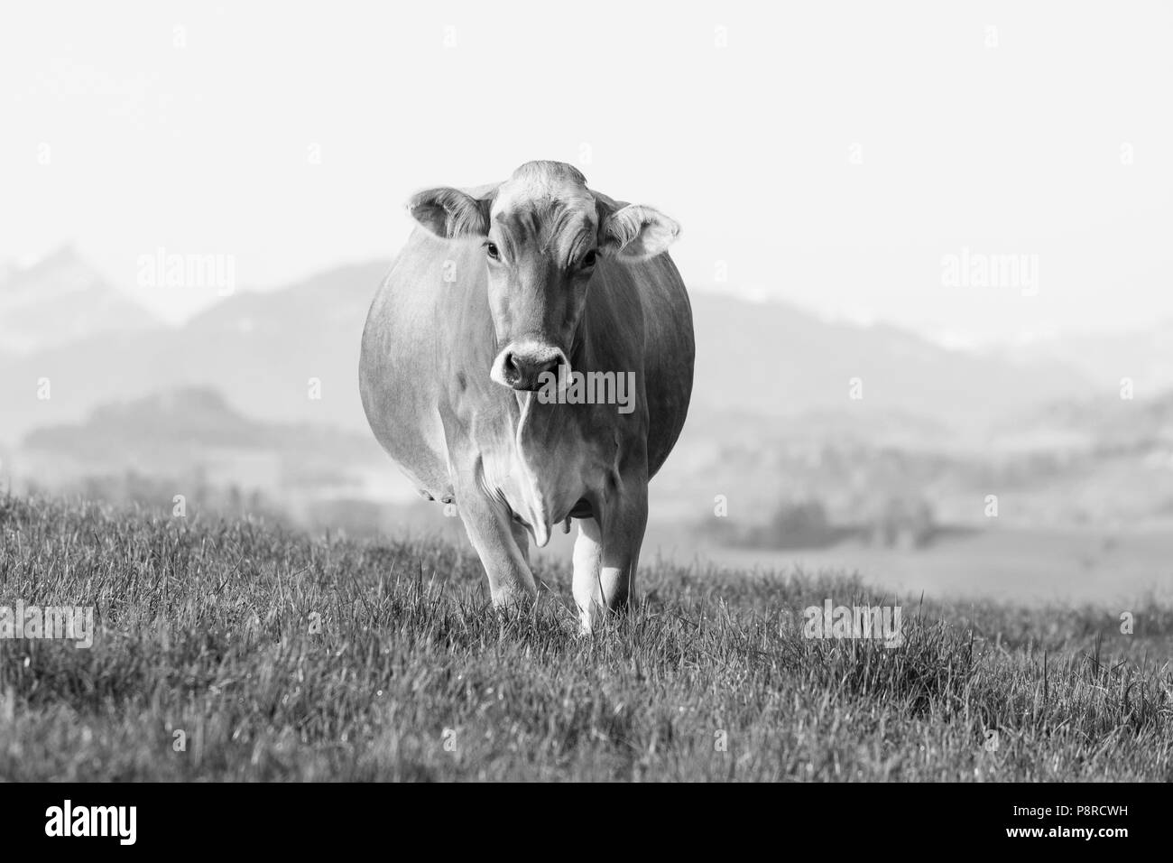 Une jeune vache de la race Suisse brune bovins se dresse sur un matin de printemps dans un pré au pied de la Suisse et ressemble curieusement dans le photographe Banque D'Images