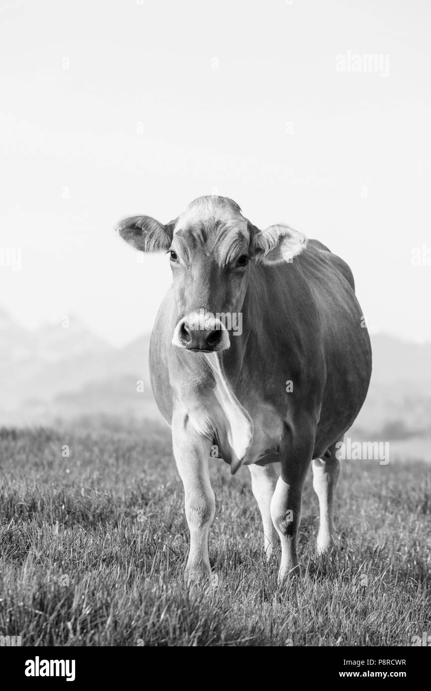 Le bétail Suisse brune se dresse sur un matin de printemps sur une prairie dans les contreforts de la Suisse Banque D'Images