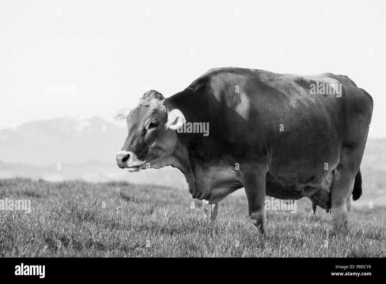 Une grande belle vache âgées de la race Suisse brune bovins se dresse sur un matin de printemps dans un pré au pied de la Suisse Banque D'Images