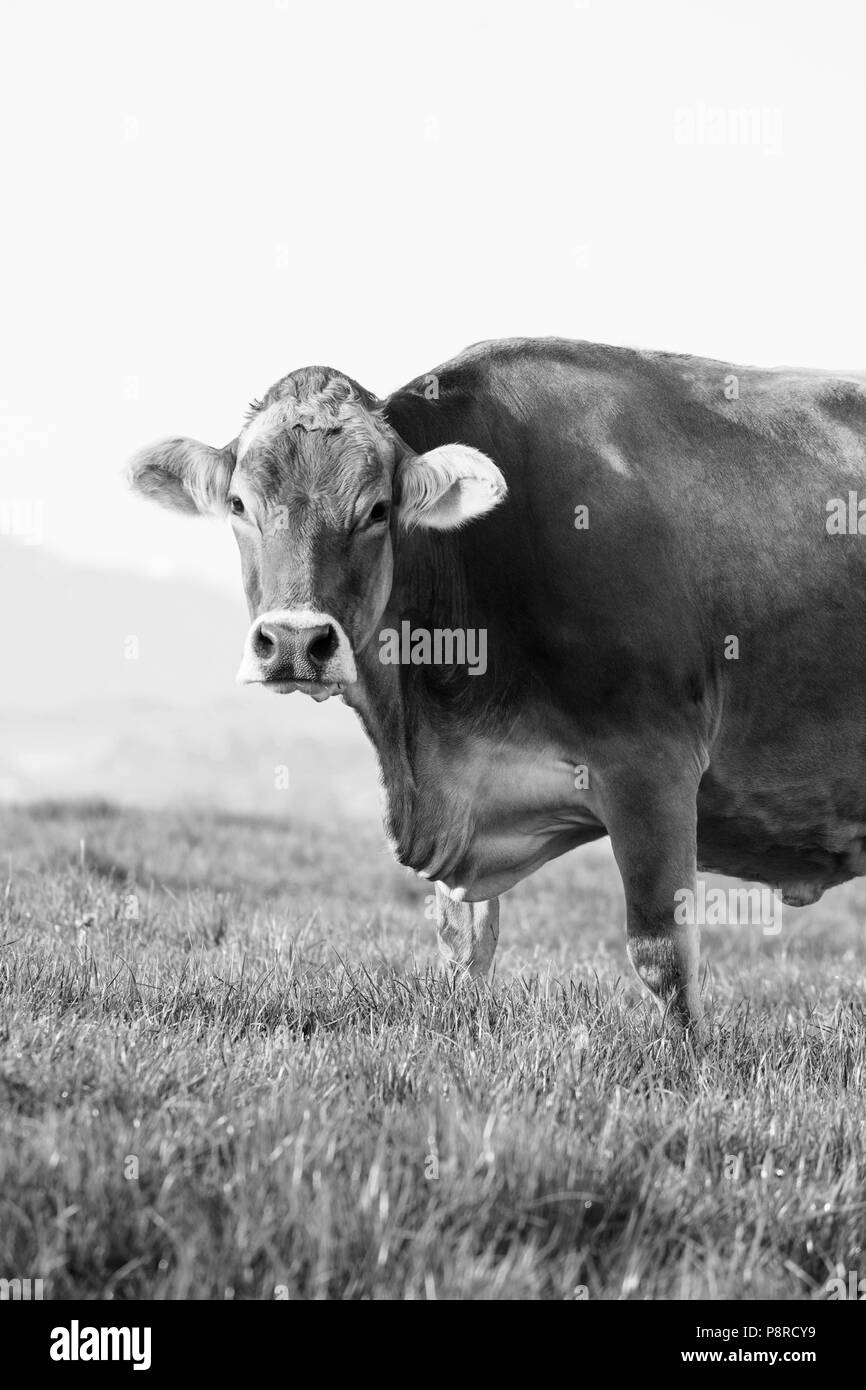Une grande belle vache âgées de la race Suisse brune bovins se dresse sur un matin de printemps dans un pré au pied de la Suisse Banque D'Images