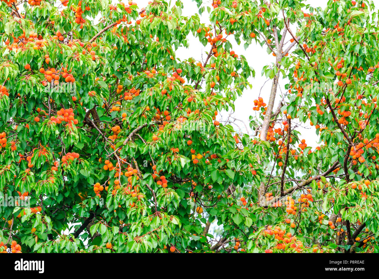 Abricots orange mûrs sur l'arbre, les fruits et une nouvelle culture Banque D'Images