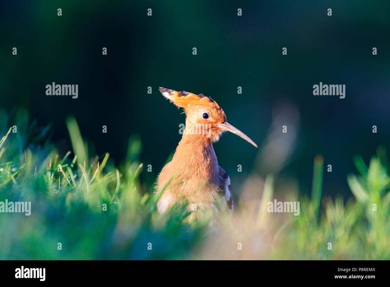 Bel oiseau parmi le vert herbe juteuse, la faune et les animaux Banque D'Images