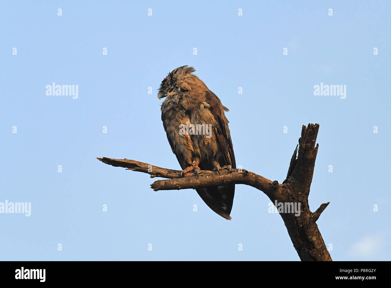 Chouette de verreaux (Bubo lacteus), Motorogi Conservency Olare, Masai Mara, Kenya, Afrique Banque D'Images