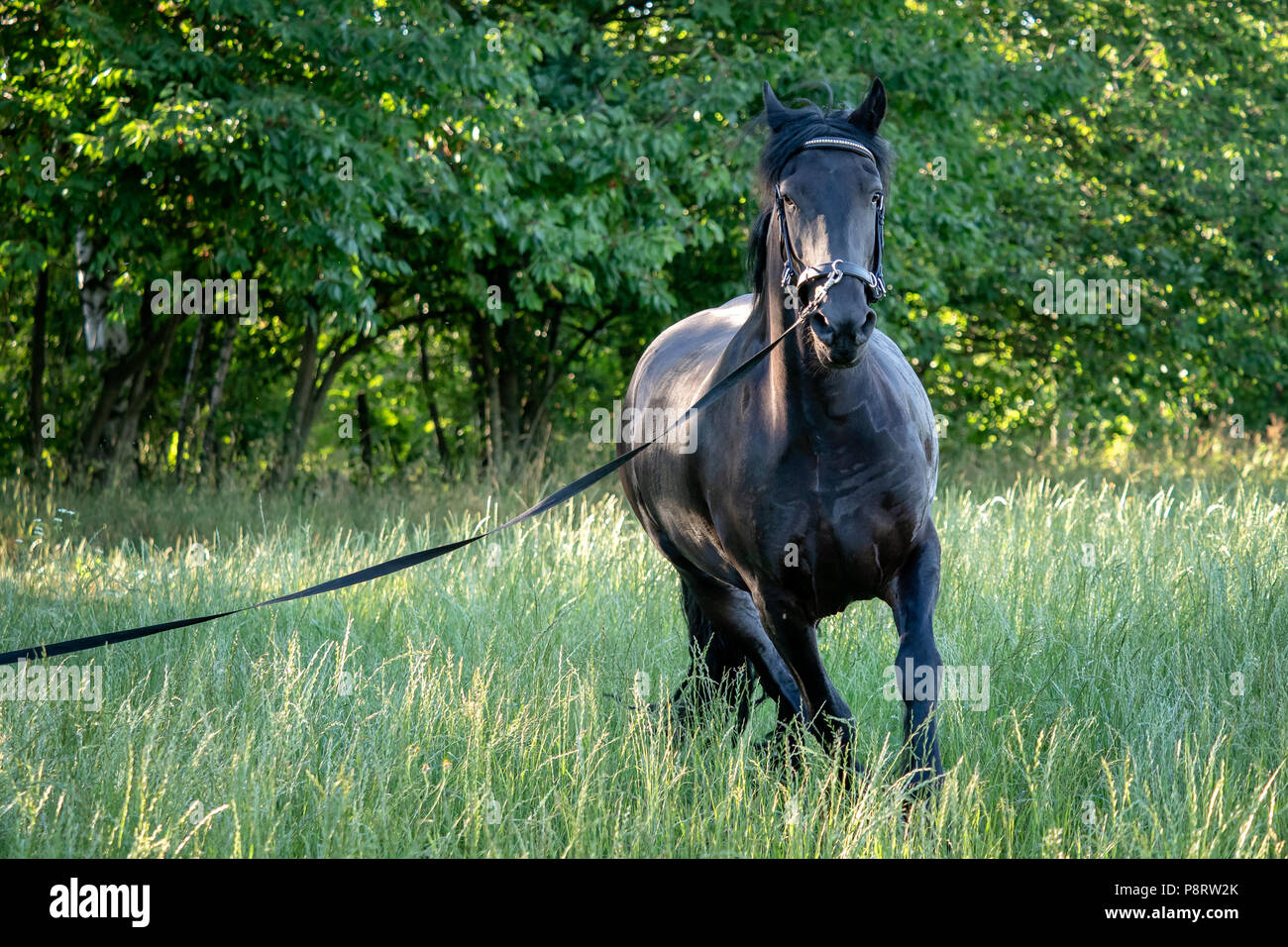 Cheval frison noir va galoper dans l'herbe. Cheval frison fonctionnant sur dos-nu. Race de chevaux rares Banque D'Images