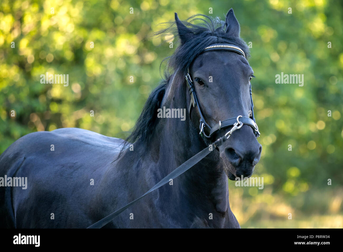 Cheval frison noir va galoper dans l'herbe. Cheval frison fonctionnant sur dos-nu. Race de chevaux rares Banque D'Images