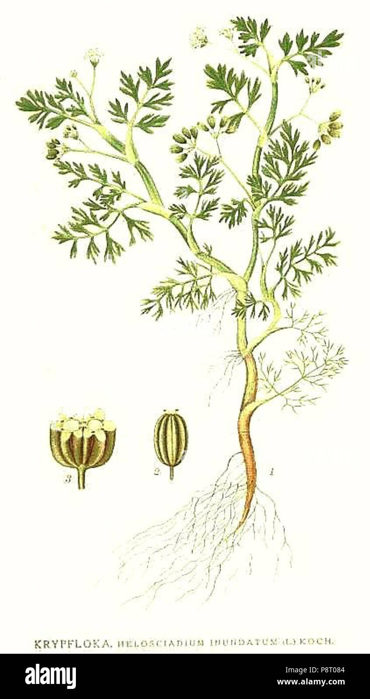 . 20259 Helosciadium inundatum Banque D'Images