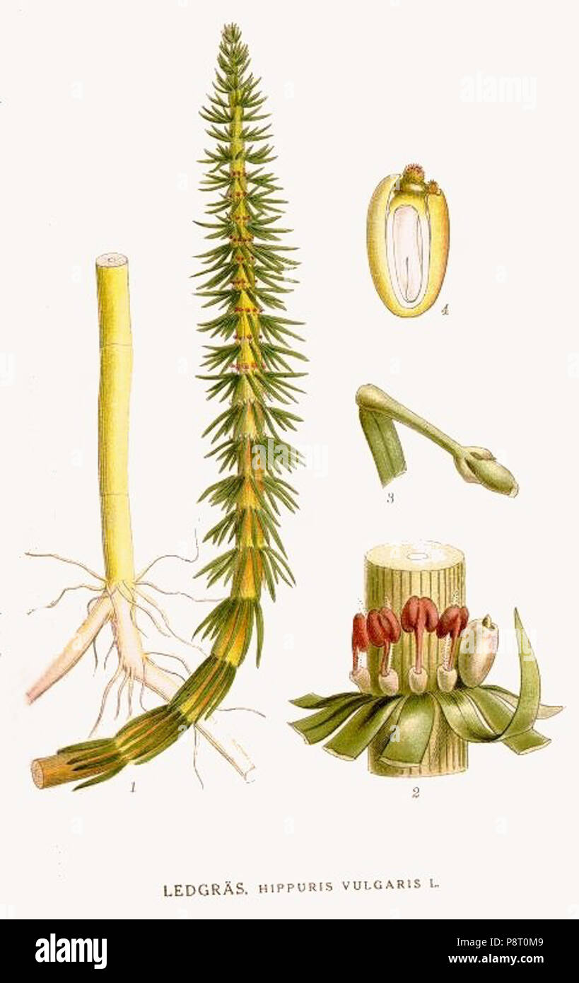 . 21 338 Hippuris vulgaris Banque D'Images