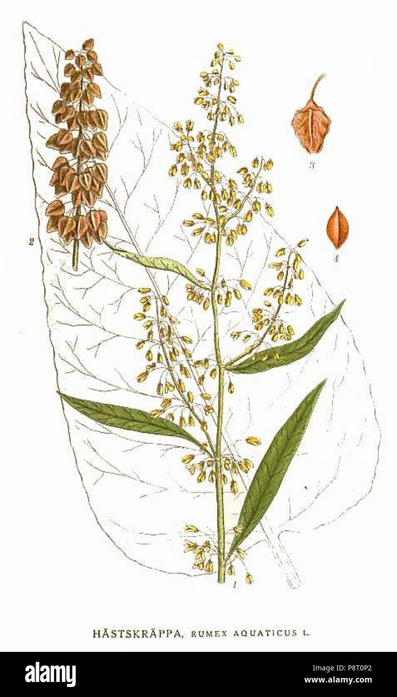 . 21358 Rumex aquaticus Banque D'Images