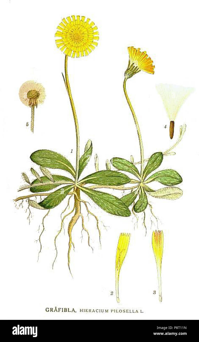 . Hieracium pilosella 22 43 Banque D'Images