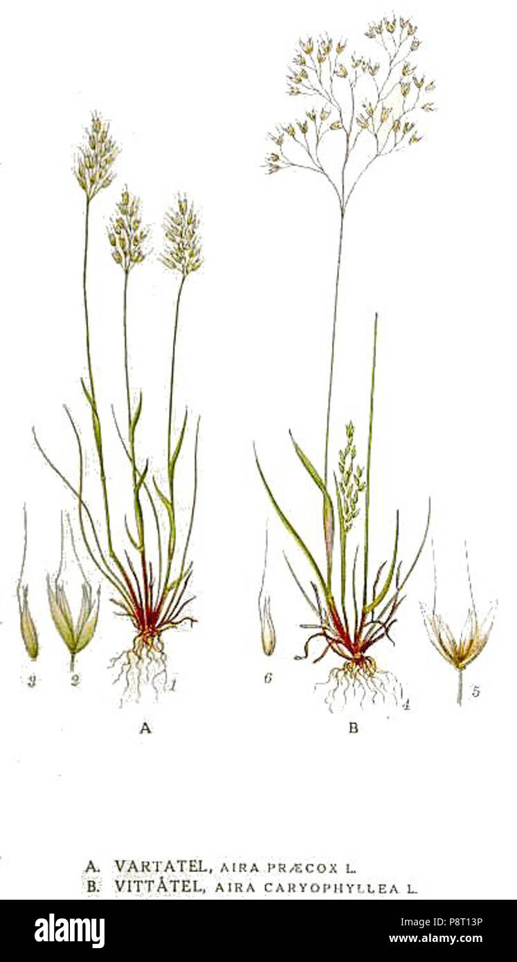 . 22463 Aira caryophyllea, Aira praecox Banque D'Images