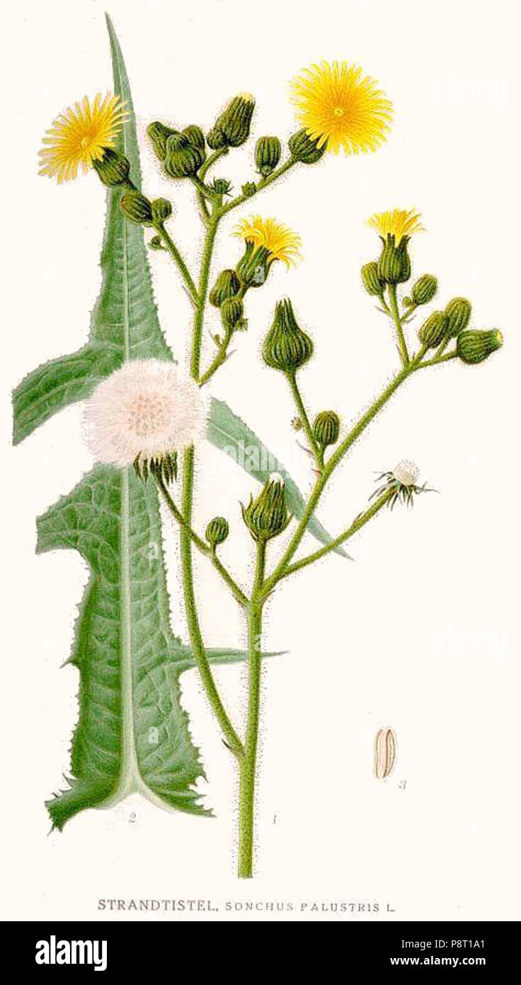 . 23555 Sonchus palustris Banque D'Images