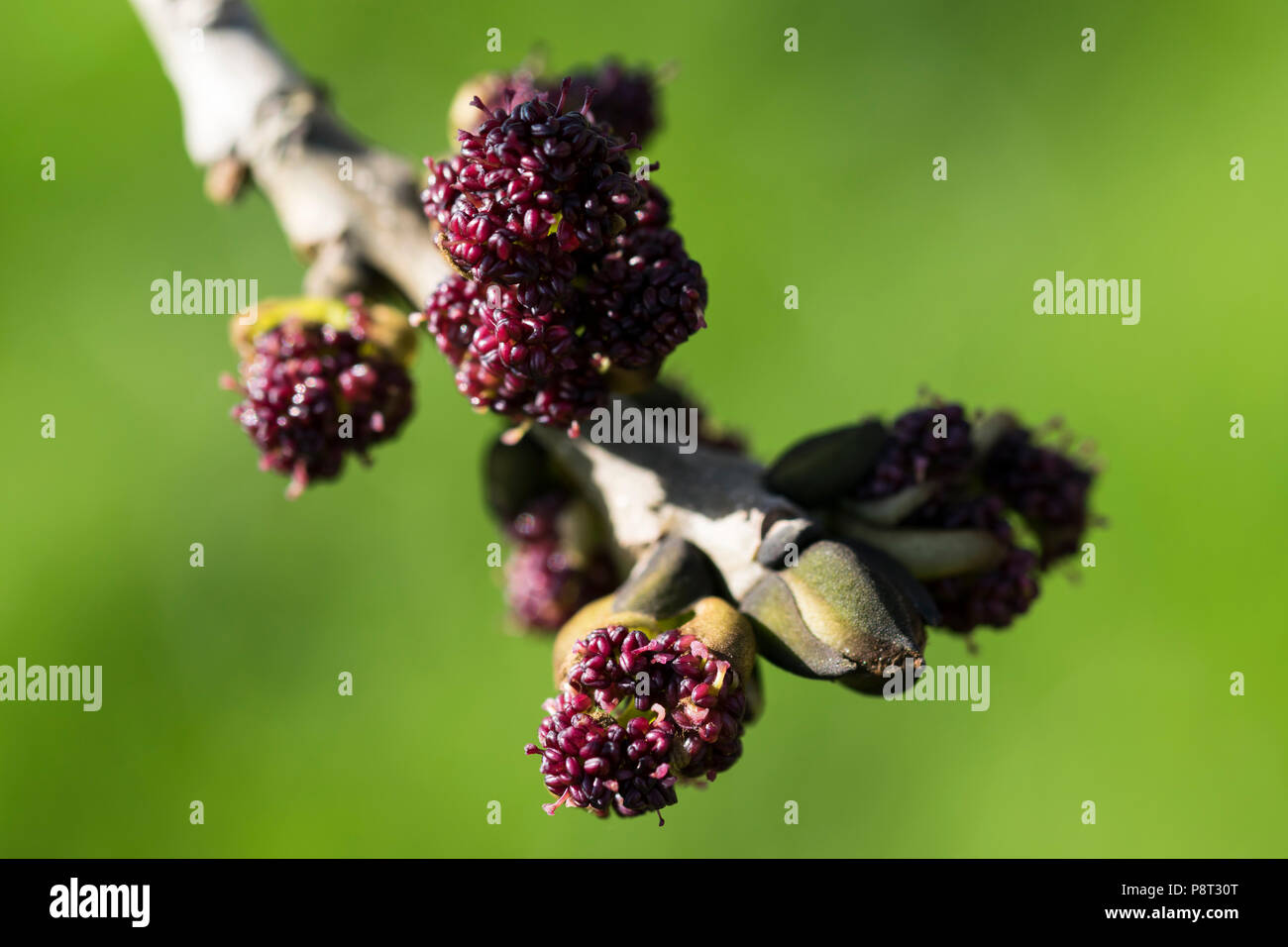 Frêne commun Fraxinus excelsior printemps précoce des boutons de fleurs Banque D'Images