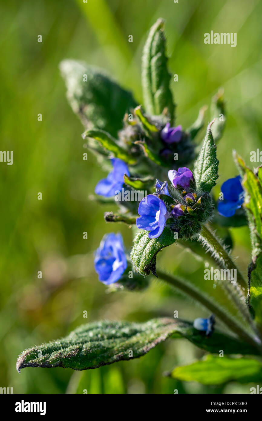 Orcanette vert Pentaglottis sempervirens ou arbuste henné, les racines utilisées pour la teinture rouge par les femmes égyptiennes. Banque D'Images