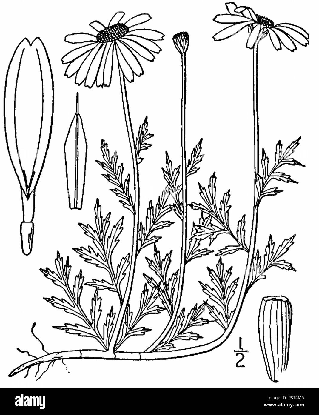 38 Anthemis arvensis-linedrawing Banque D'Images