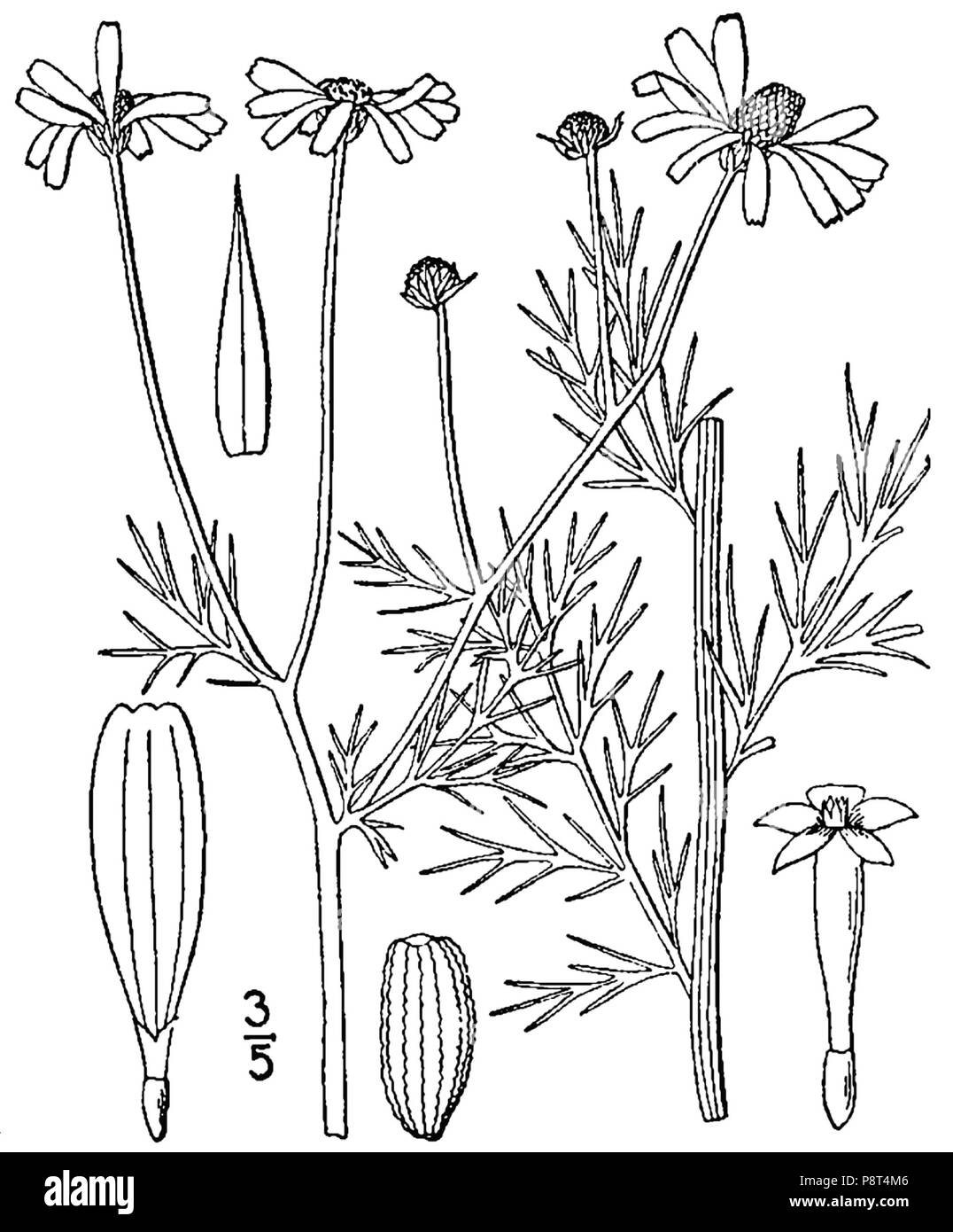 38 Anthemis cotula-linedrawing Banque D'Images