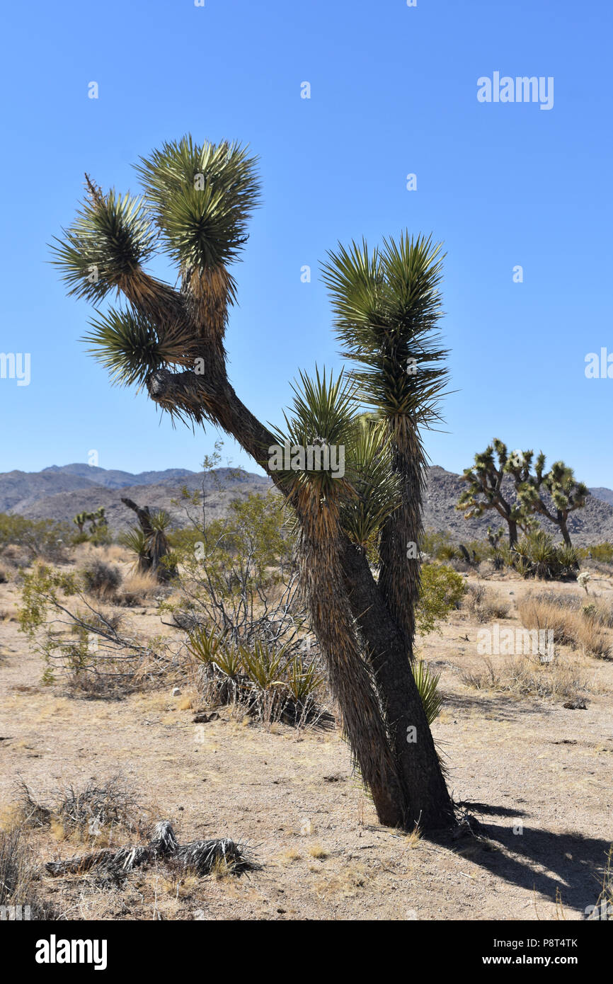 Yucca Scrub palmiers dans le désert de Californie. Banque D'Images