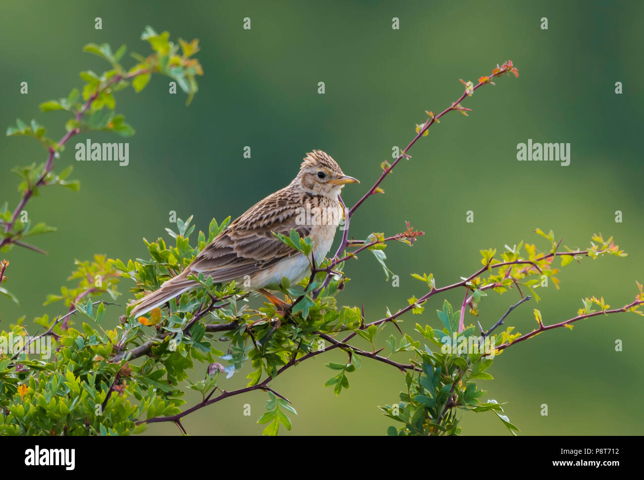 Alouette des champs (Alauda arvensis) perché sur une branche d'un petit buisson ou un arbre en été dans les prairies dans le West Sussex, Angleterre, Royaume-Uni. Banque D'Images